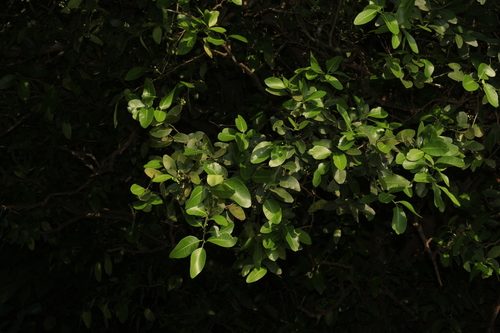 Atalantia racemosa — photo
