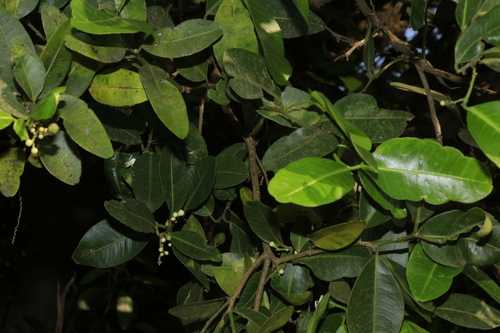 Atalantia racemosa — photo