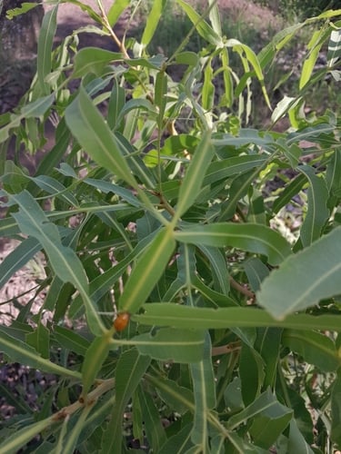 Atalaya variifolia (Wingleaf whitewood) — photo