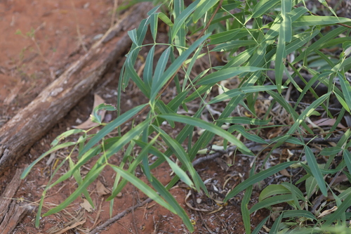 Atalaya variifolia