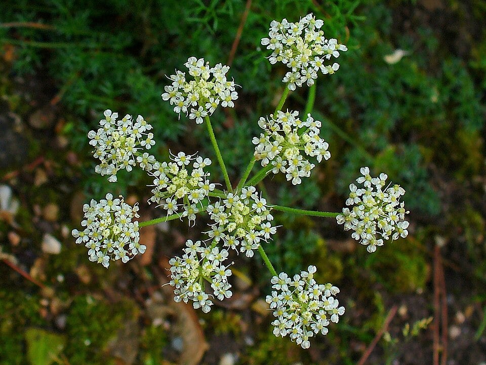 Athamanta cretensis