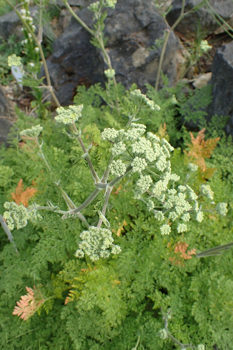 Athamanta sicula