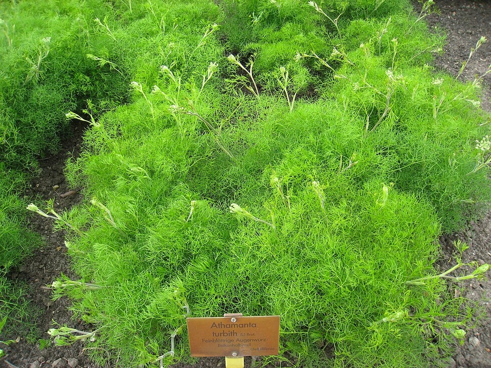 Athamanta turbith