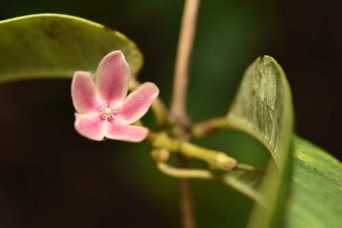 Atherolepis pierrei var. glabra (Opchoei thao) — photo