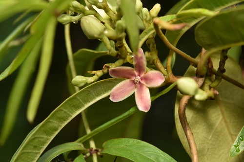 Atherolepis pierrei var. glabra (Opchoei thao) — photo