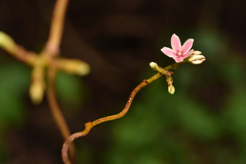 Atherolepis pierrei var. glabra