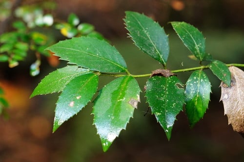 Atherosperma moschatum (Sassafras) — photo