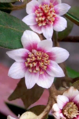 Atherosperma moschatum (Sassafras) — photo