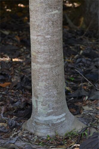 Athertonia diversifolia (Atherton oak) — photo