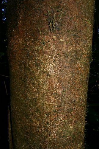 Athertonia diversifolia (Atherton oak) — photo