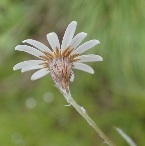 Athrixia angustissima — photo