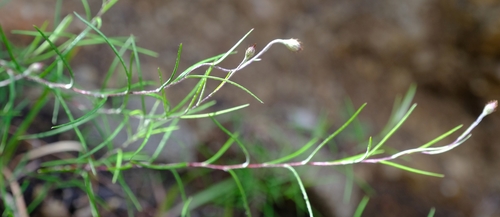 Athrixia angustissima — photo