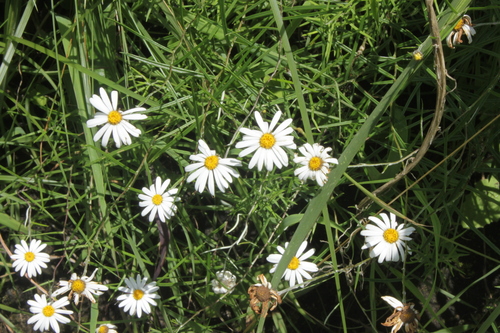 Athrixia angustissima