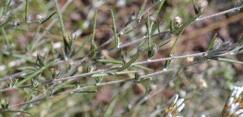 Athrixia elata (Daisy tea) — photo