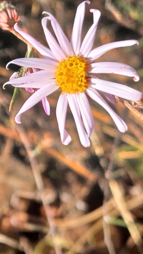 Athrixia elata (Daisy tea) — photo