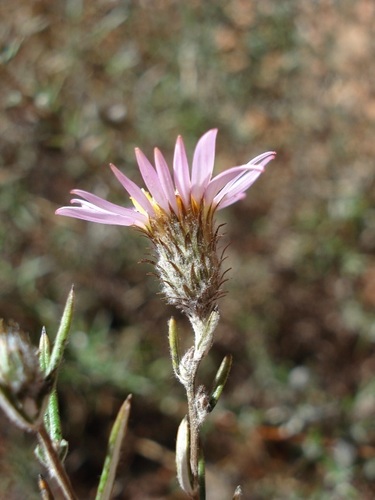 Athrixia elata