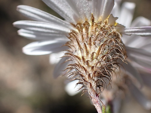 Athrixia heterophylla — photo