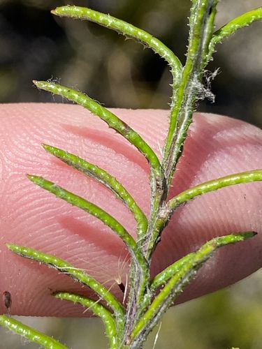 Athrixia heterophylla — photo