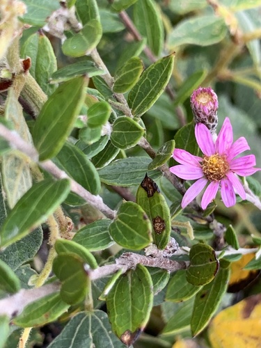 Athrixia phylicoides (Zulu tea) — photo