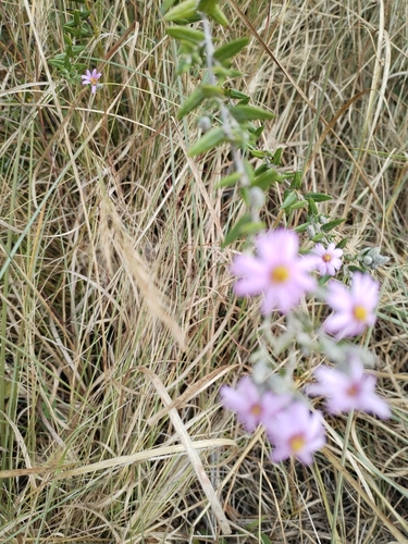 Athrixia phylicoides (Zulu tea) — photo