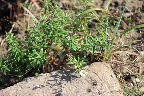 Athrixia phylicoides
