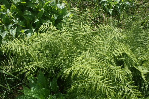 Athyrium alpestre (Alpina lady fern) — photo