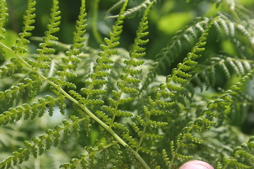Athyrium alpestre (Alpina lady fern) — photo