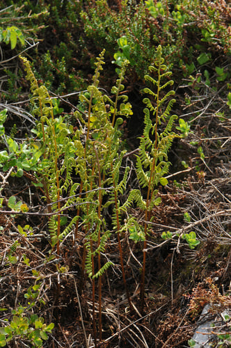 Athyrium alpestre