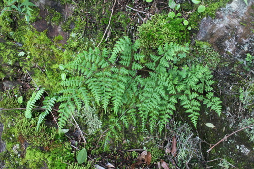 Athyrium atkinsonii — photo