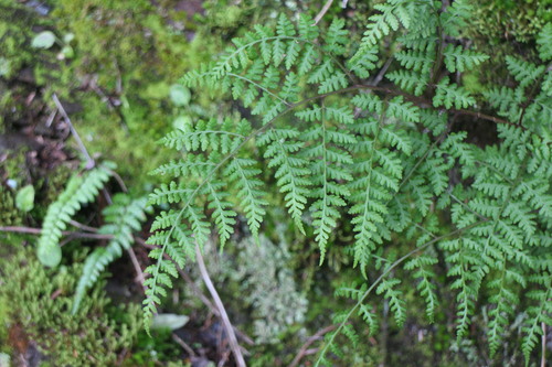 Athyrium atkinsonii — photo