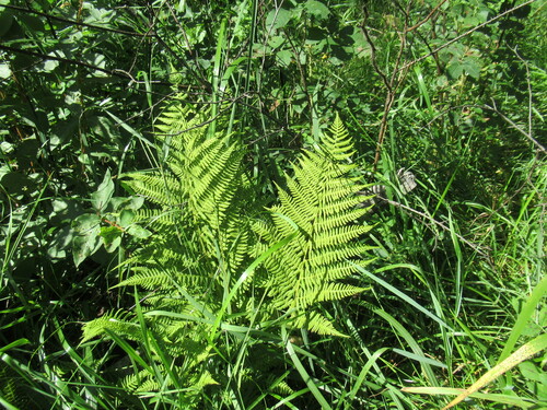 Athyrium brevifrons (Glandular ladyfern) — photo