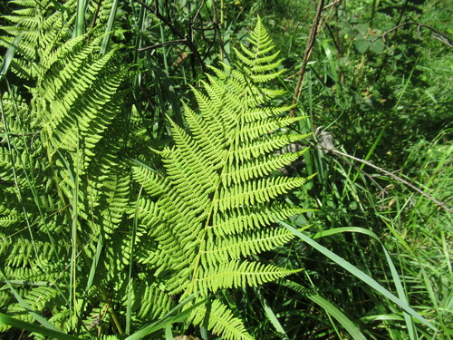 Athyrium brevifrons (Glandular ladyfern) — photo