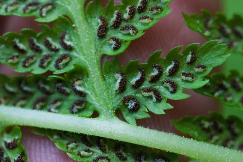 Athyrium filix-femina (Lady fern) — photo