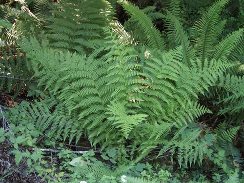 Athyrium filix-femina (Lady fern) — photo