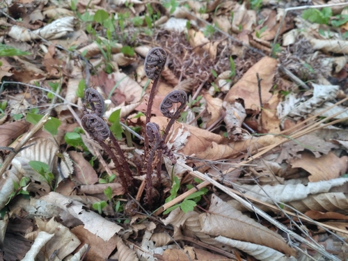 Athyrium rubripes (fern) — photo