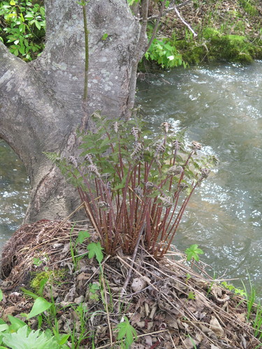 Athyrium rubripes (fern) — photo