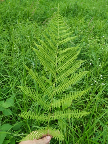 Athyrium rubripes