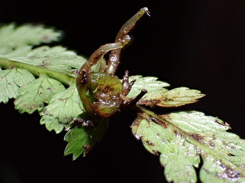 Athyrium strigillosum — photo