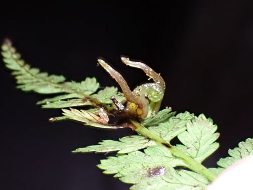 Athyrium strigillosum — photo
