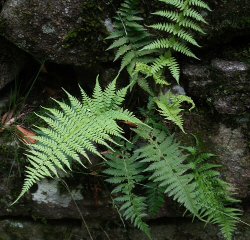 Athyrium yokoscense (fern) — photo