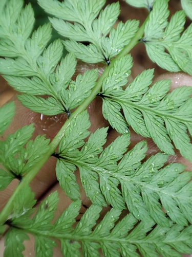 Athyrium yokoscense (fern) — photo
