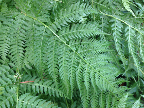 Athyrium yokoscense