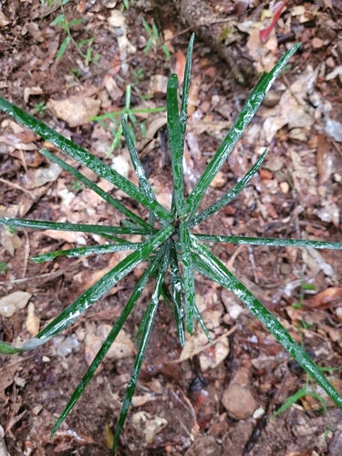 Atractocarpus chartaceus (Narrow-leaved gardenia) — photo
