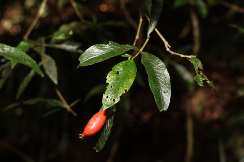 Atractocarpus chartaceus (Narrow-leaved gardenia) — photo