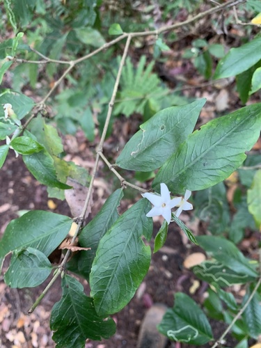 Atractocarpus chartaceus