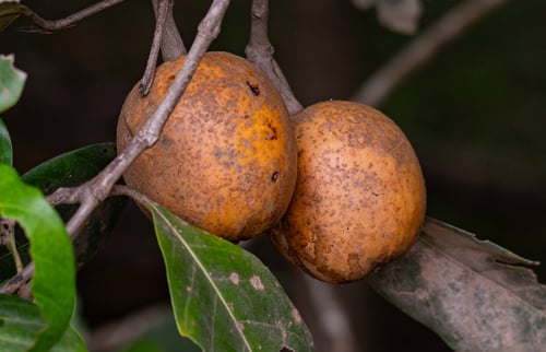 Atractocarpus fitzalanii (Brown Gardenia) — photo