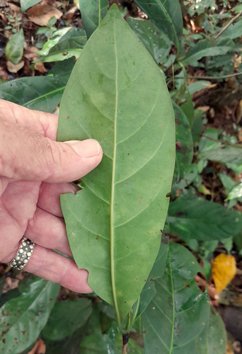 Atractocarpus fitzalanii (Brown Gardenia) — photo