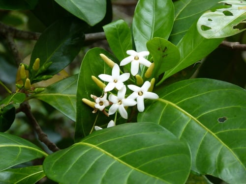 Atractocarpus fitzalanii