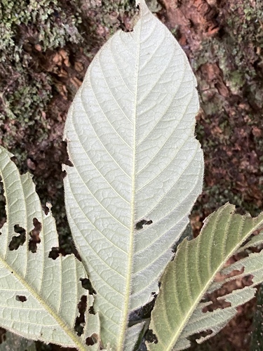 Atractocarpus hirtus (Hairy Gardenia) — photo