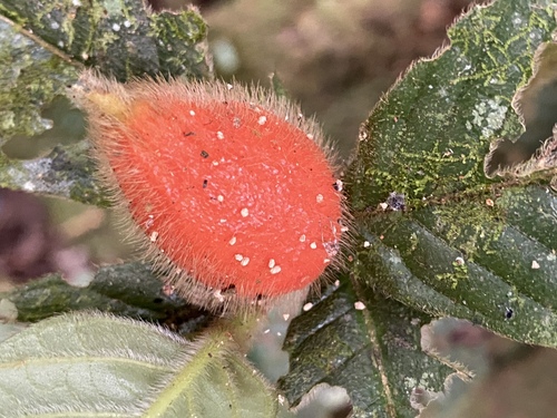 Atractocarpus hirtus (Hairy Gardenia) — photo